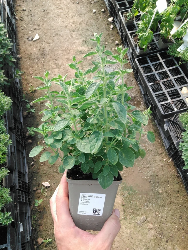 Mäkimeirami - 1. 7. 2025