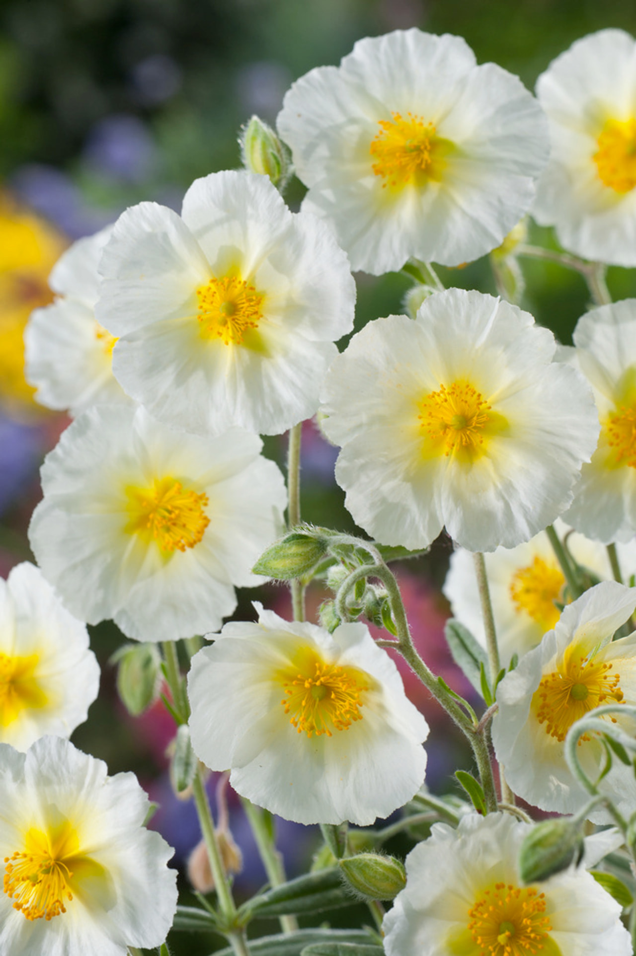 Päivännouto The Bride, Loukykvět