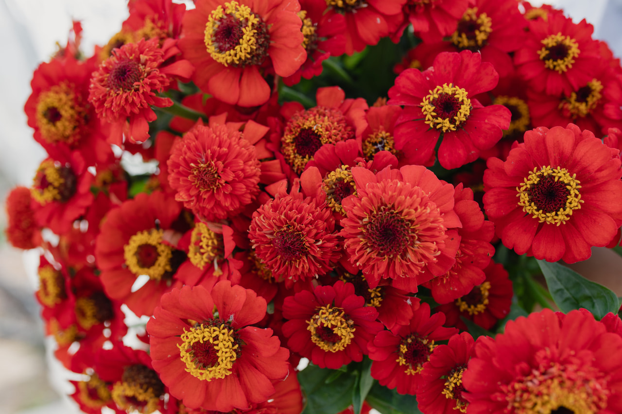 Pruudisõlg Zinderella Red, Loukykvět