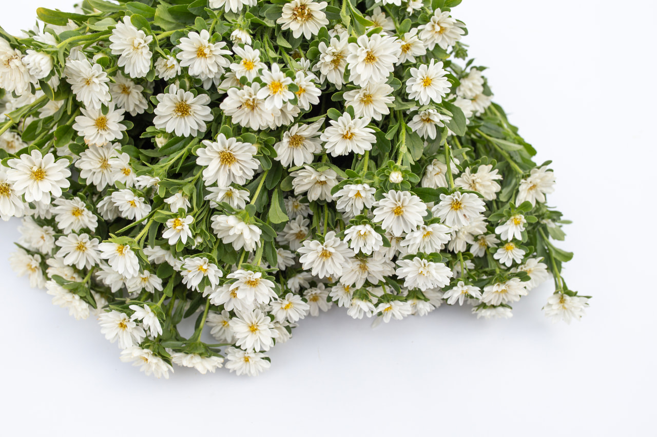 Kiinanasteri Serenade White, Loukykvět