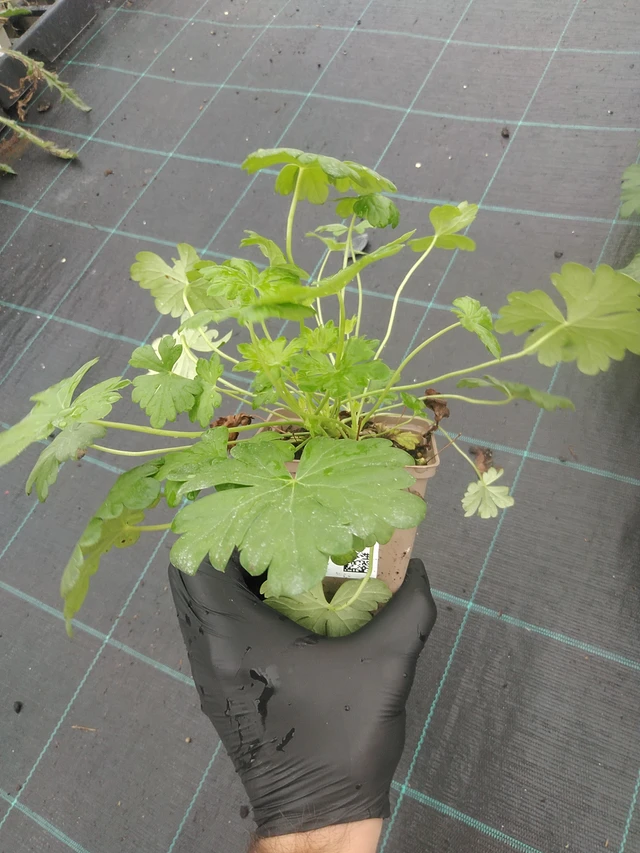 Peittokurjenpolvi Berggarten - 4. 8. 2025