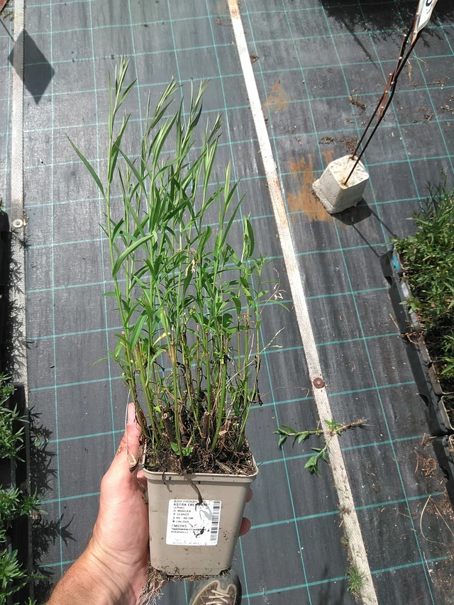 Asteri Erlkönig - 24. 6. 2025