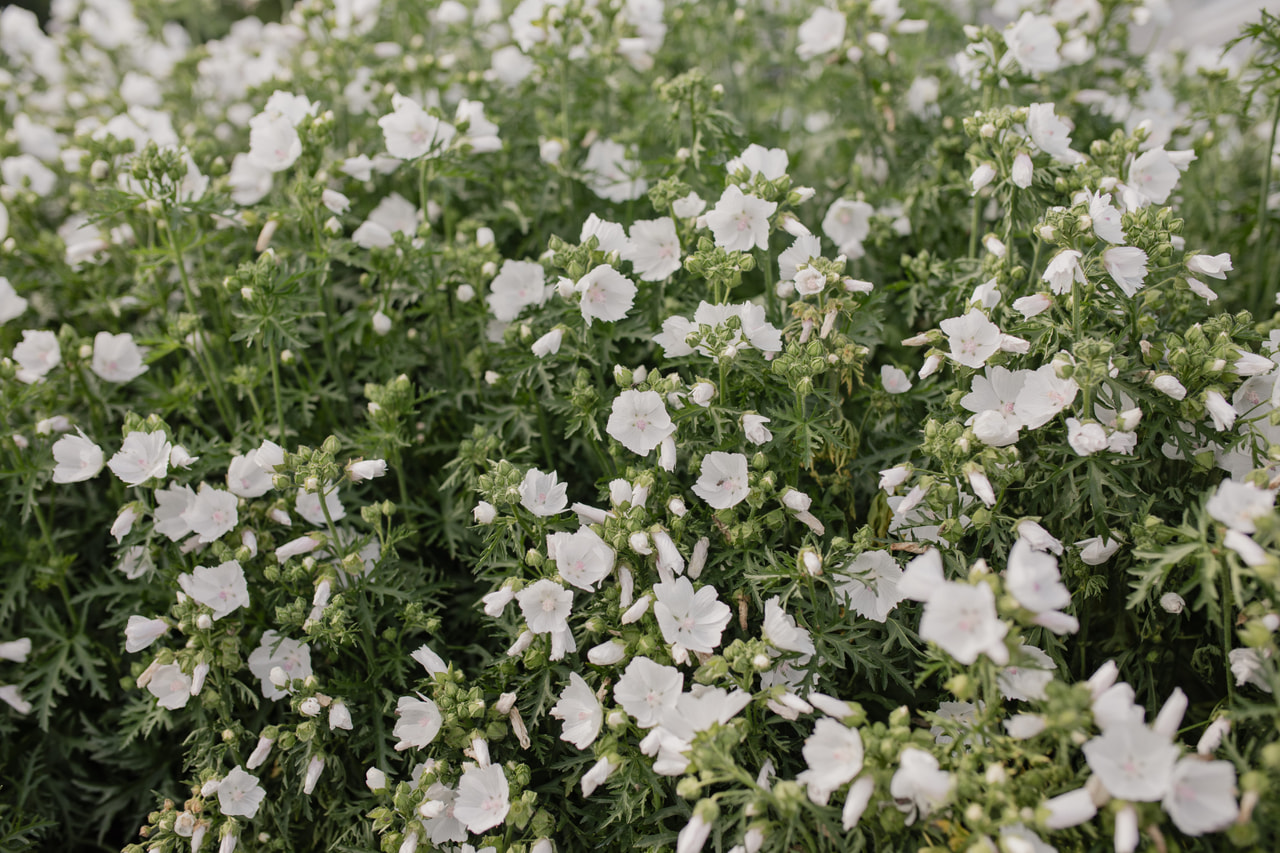 Myskimalva Alba, Loukykvět