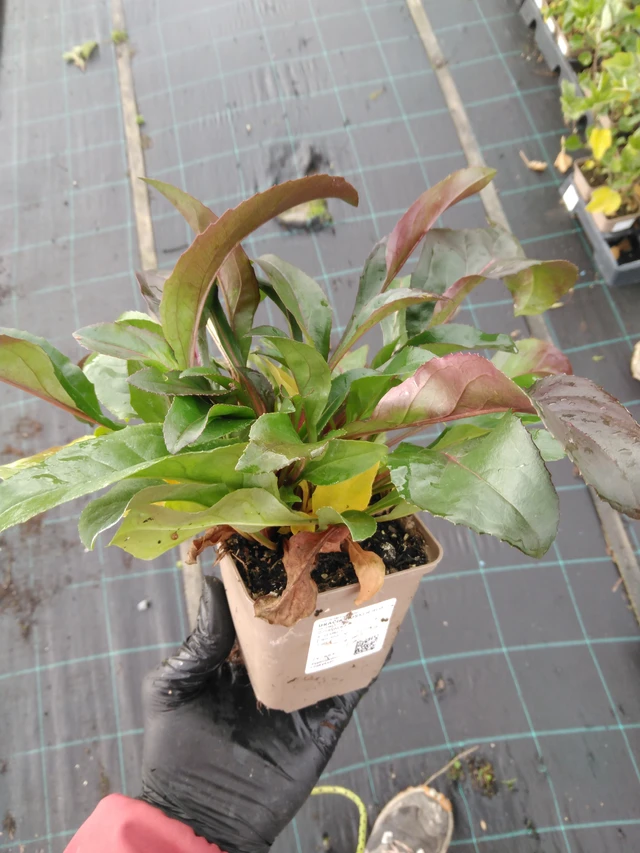 Pipo Husker Red - 23. 10. 2025