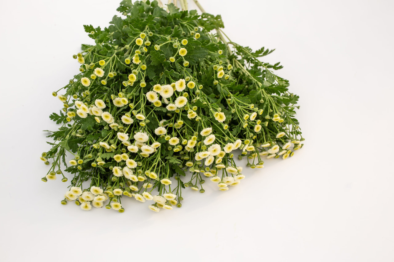 Punapäivänkakkara Victory Queen White, Loukykvět