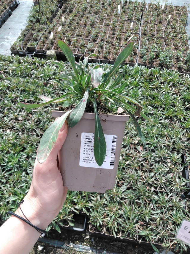 Kesäkynttilä Summer Breeze - 2024