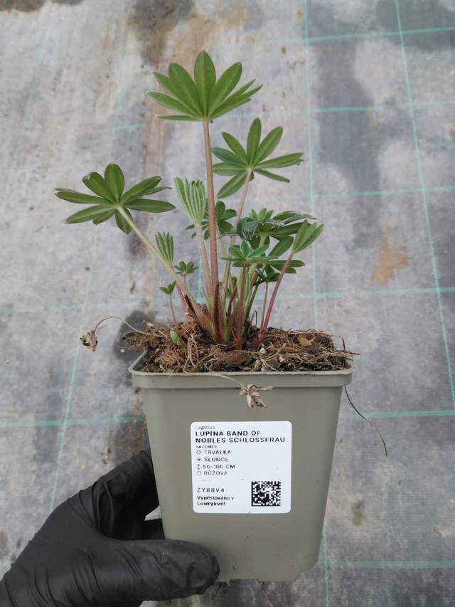 Lupiini Band of Nobles Schloßfrau - 1. 4. 2026