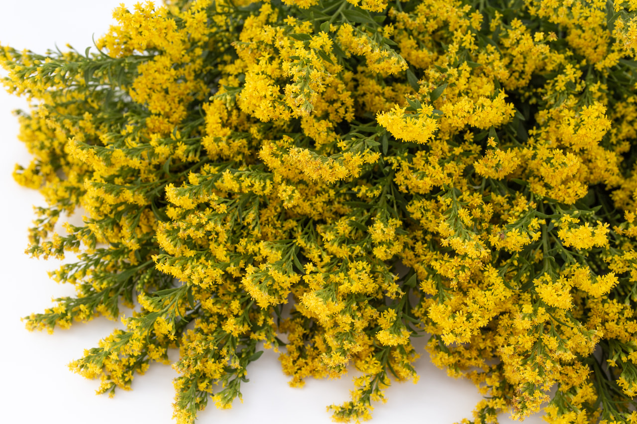 Piisku Golden Glory, Loukykvět