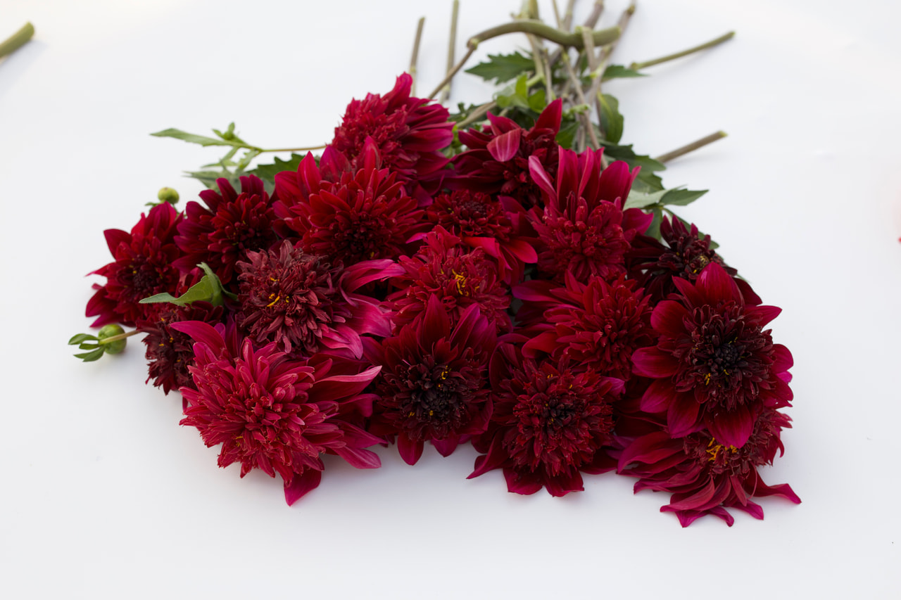 Dahlia Soulman, Loukykvět