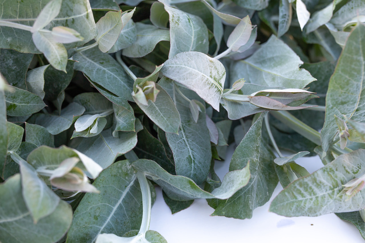 Eucalyptus Blue Gum, Loukykvět