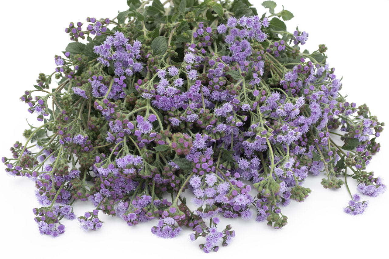 Leverbalsem QIS Bouquet Blue, Loukykvět