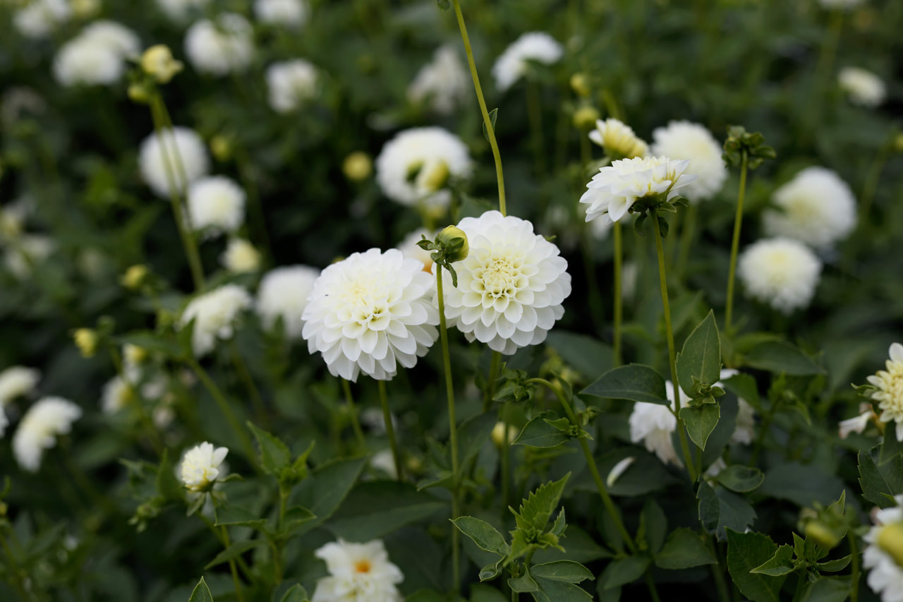 Dalia White Renova, Loukykvět