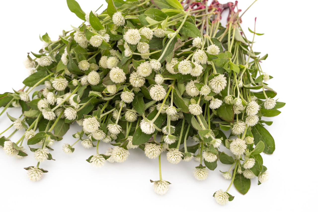 Globe Amaranth QIS White, Loukykvět