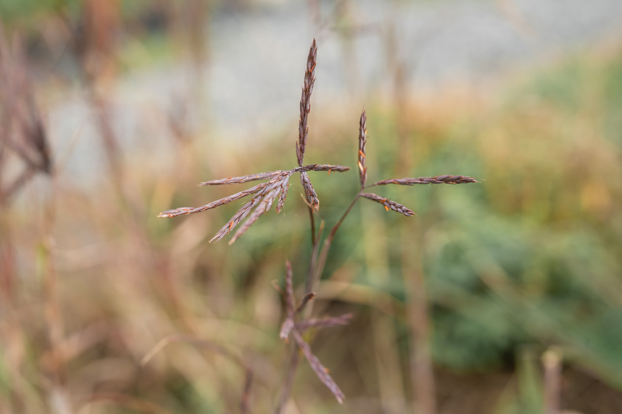 Big Bluestem JS Purple Konza, Loukykvět