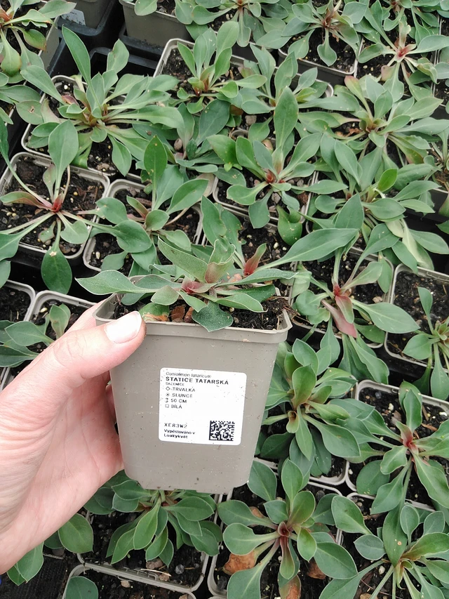 Limonium tataricum - 9. 6. 2025