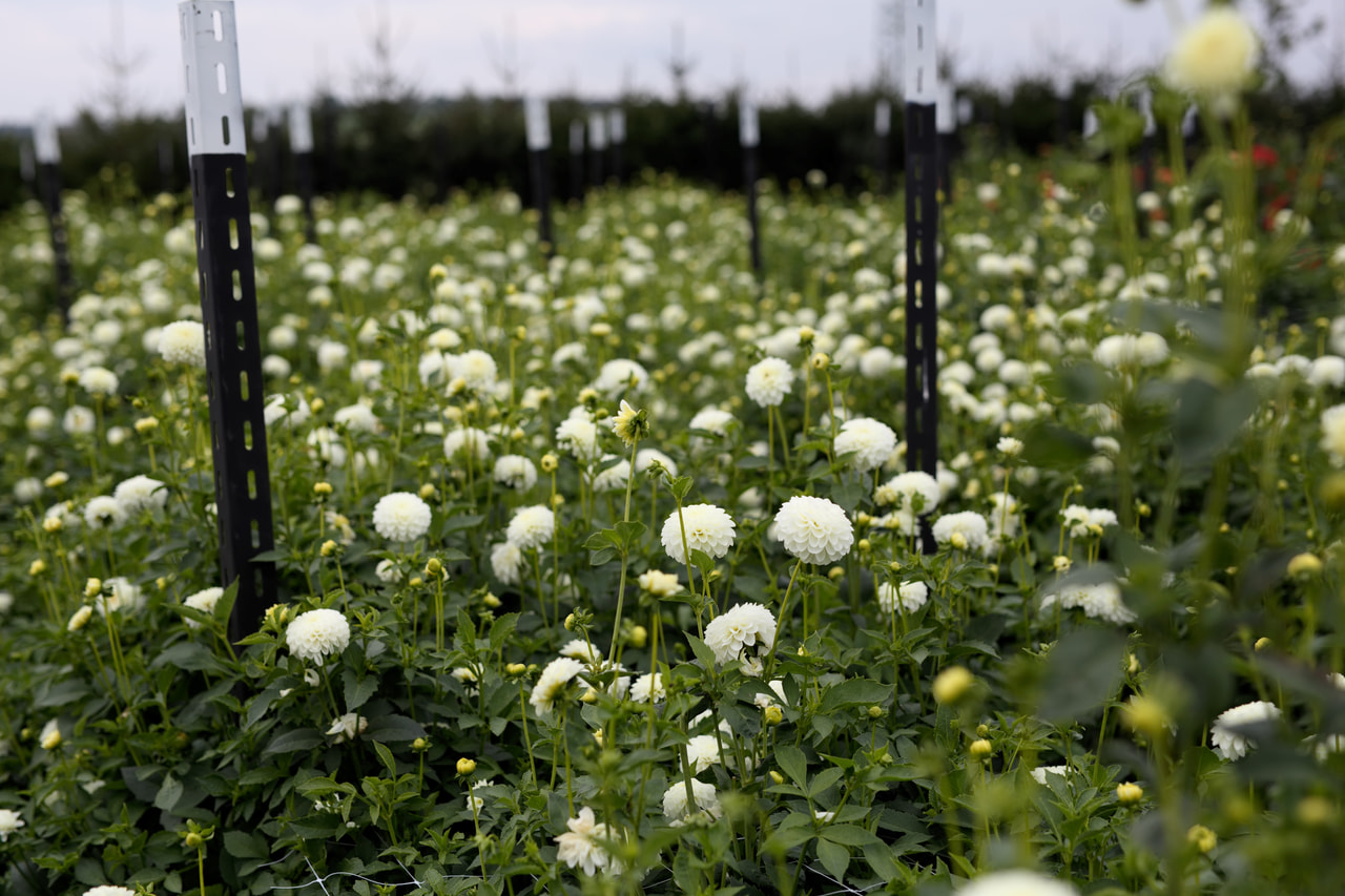 Dalia White Renova, Loukykvět