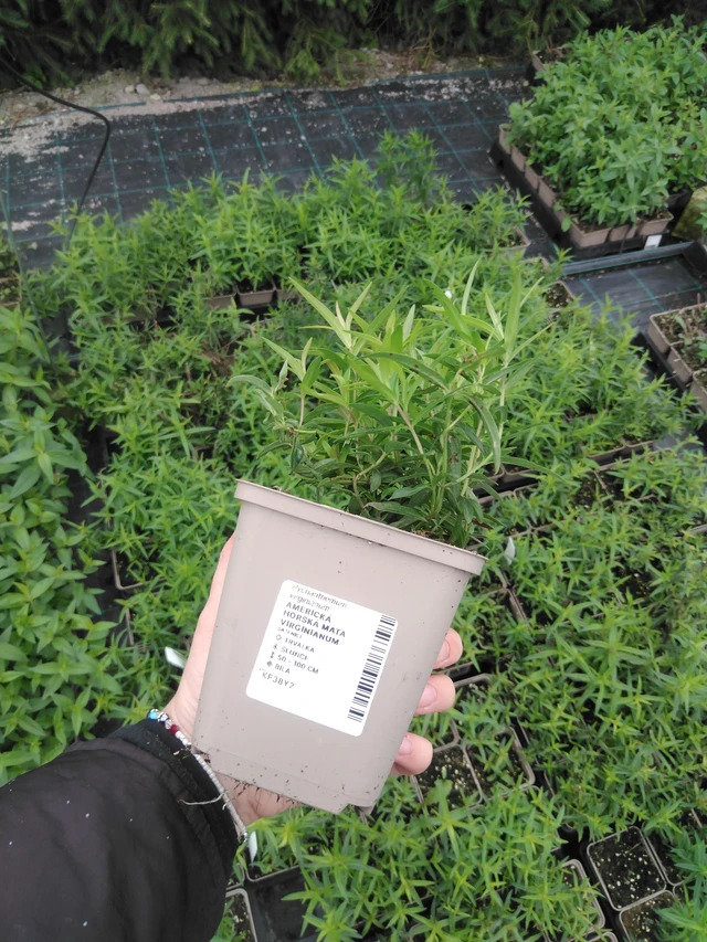 Menta de montaña Virginianum - 2024