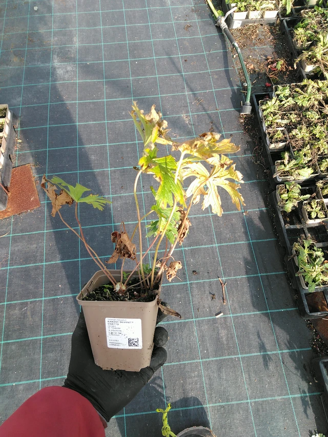 Geranium maculatum Chatto - 31. 10. 2025