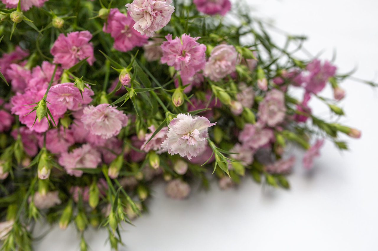 Clavel Dynasty Pink Magic, Loukykvět