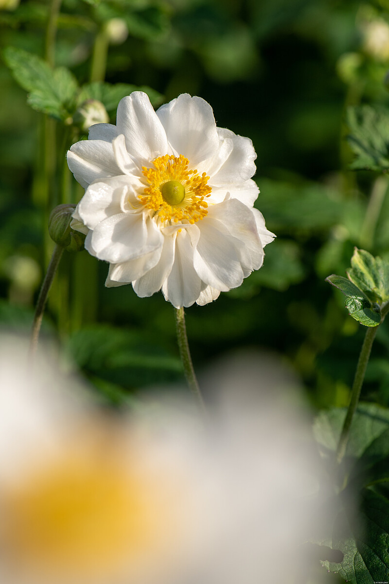 Syysvuokko Whirlwind, Loukykvět