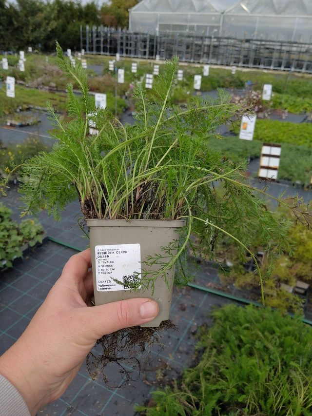 Siankärsämö Cerise Queen - 9. 10. 2025