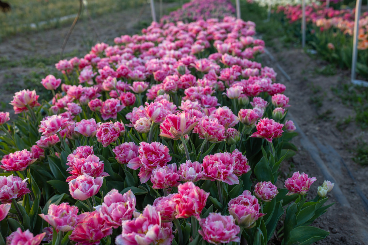 Tulppaani Crispion Sweet, Loukykvět