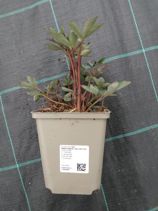 Särkynytsydän Valentine - 1. 4. 2026