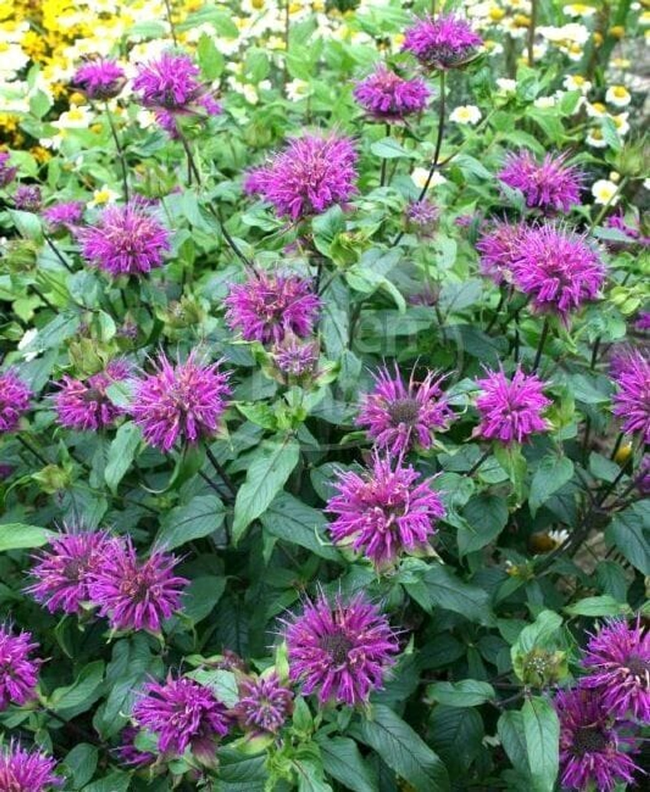 Väriminttu Prärienacht, Loukykvět