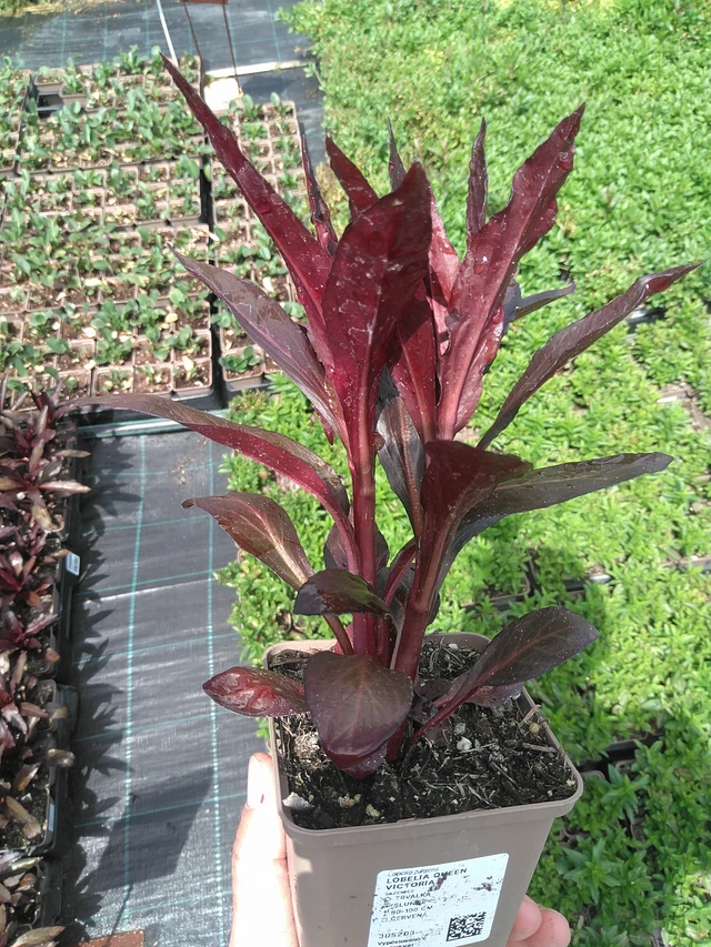 Lobelia Queen Victoria - 24. 6. 2025