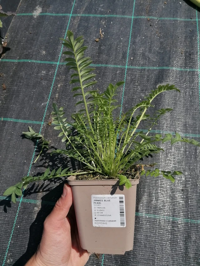 Sinilatva Blue Pearl - 2024