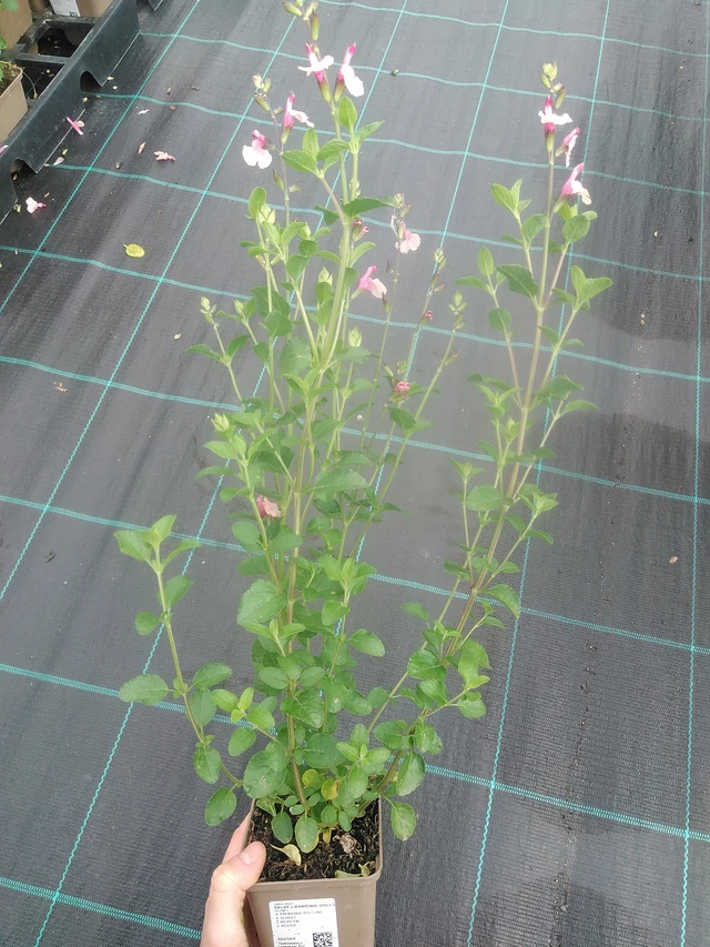 Salvia Dancing Dolls - 17. 7. 2025