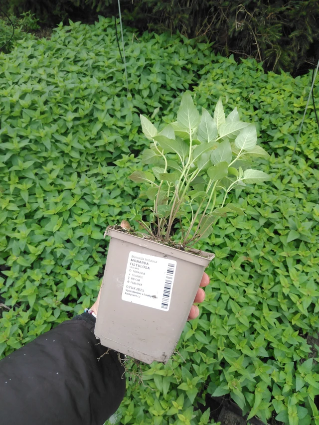 Monarda fistulosa - 2024