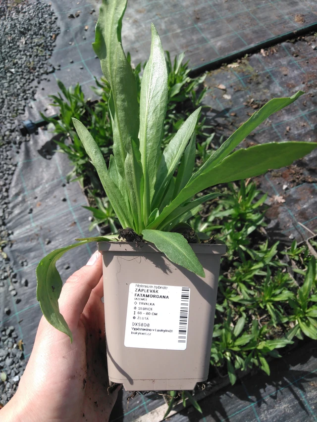 Hohdekukka Fatamorgana - 2024