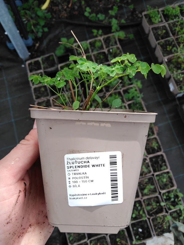 Ängelmä Splendide White - 2024