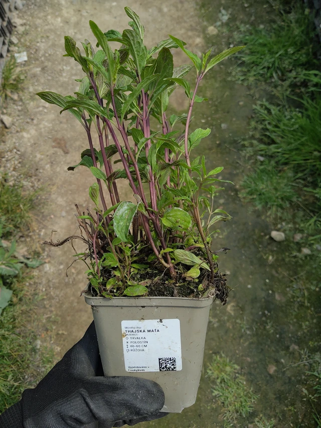 Thajská máta  - 13. 5. 2026