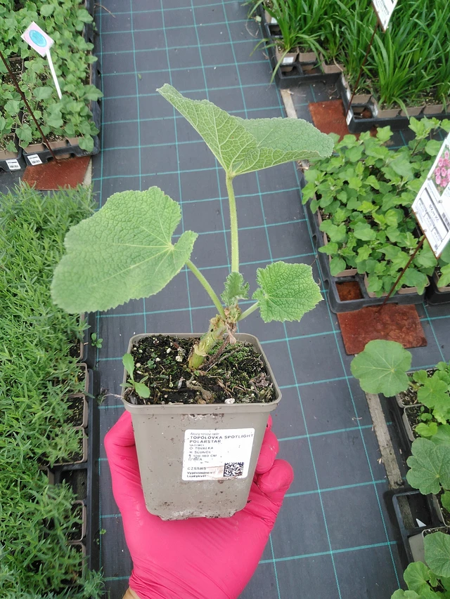 Salkoruusu Spotlight Polarstar - 29. 7. 2025