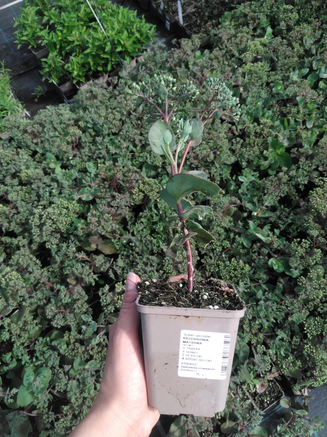 Sedum Matrona - 2024