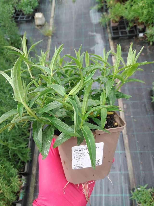 Rantakukka Rose Queen - 8. 7. 2025