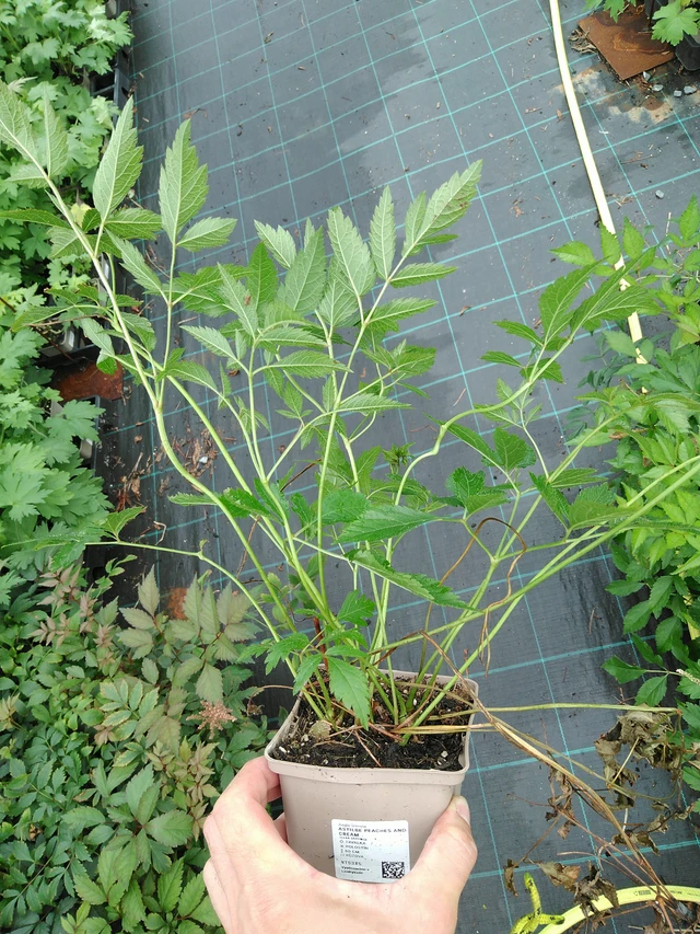 Jaloangervo Peaches and Cream - 28. 7. 2025