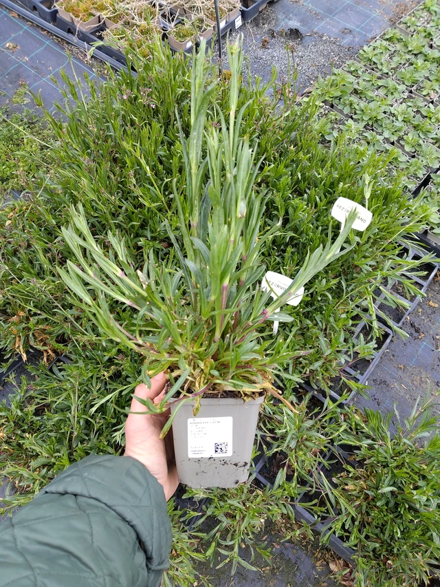 Käenkukka - 21. 4. 2026