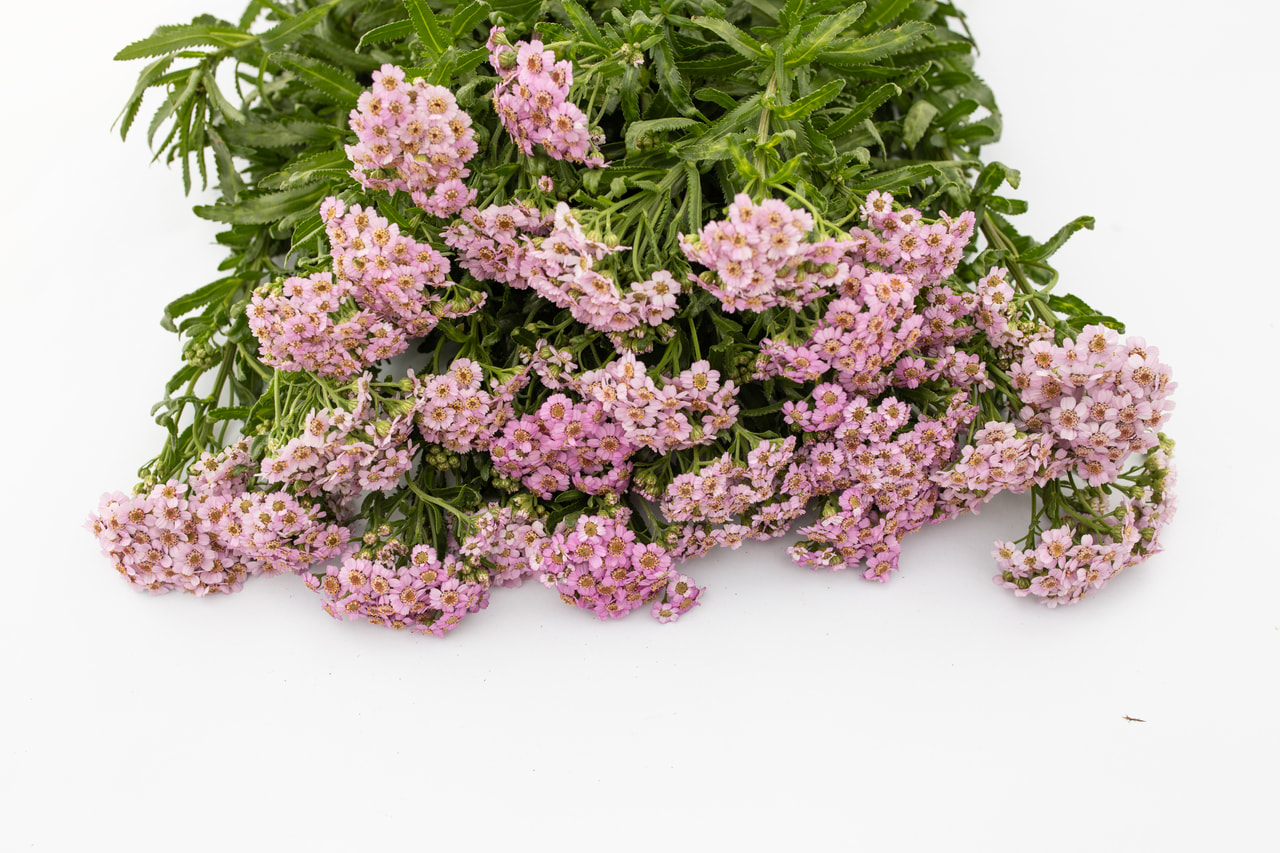 Siankärsämö Love Parade, Loukykvět