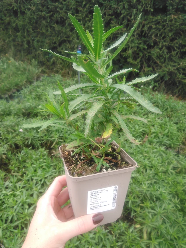 Siankärsämö Love Parade - 2024