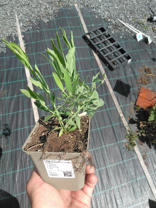 Tuoksuherne White Pearl - 24. 6. 2025