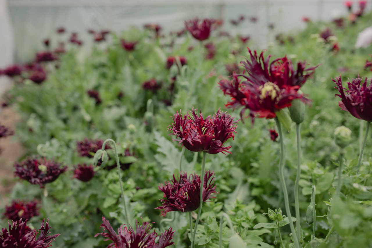 Valmue Black Swan, Loukykvět