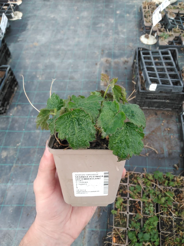 Hopeasyysvuokko Septemberglanz - 8. 4. 2025