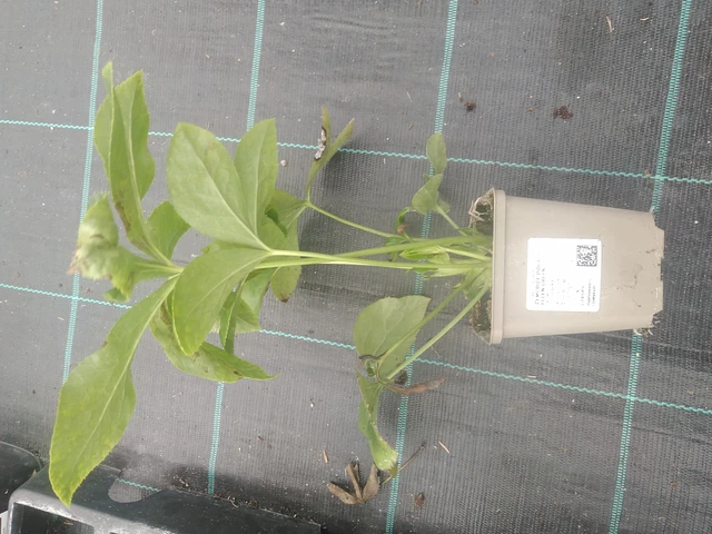 Jouluruusu Double Ellen Green - 10. 10. 2025