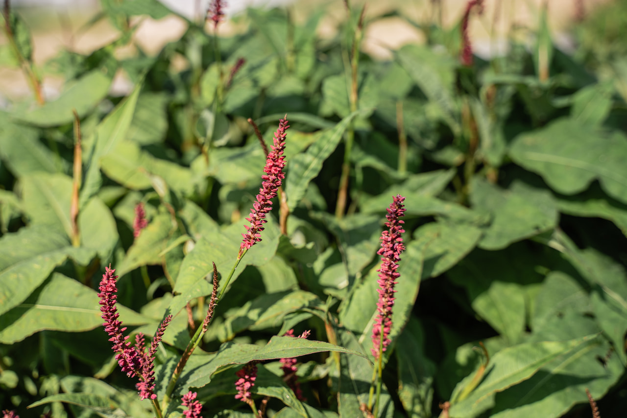 Tatar Dark Red, Loukykvět