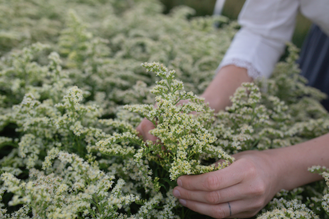 Piisku Moonlight Glory, Loukykvět