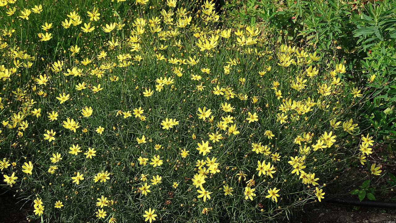 Coreopsis Moonbeam, Loukykvět