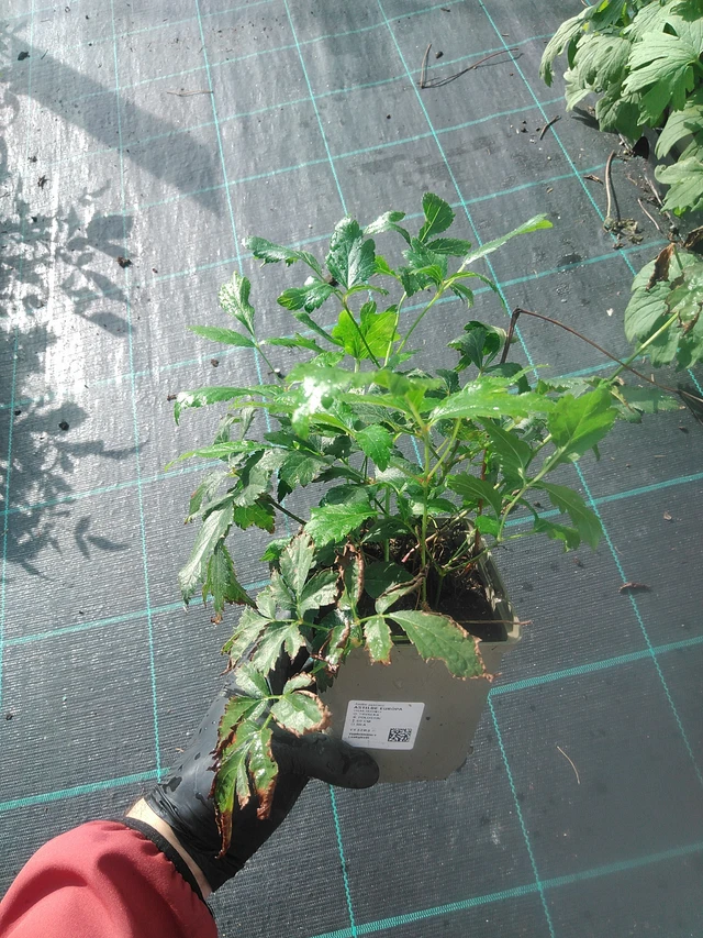 Jaloangervo Europa - 13. 10. 2025